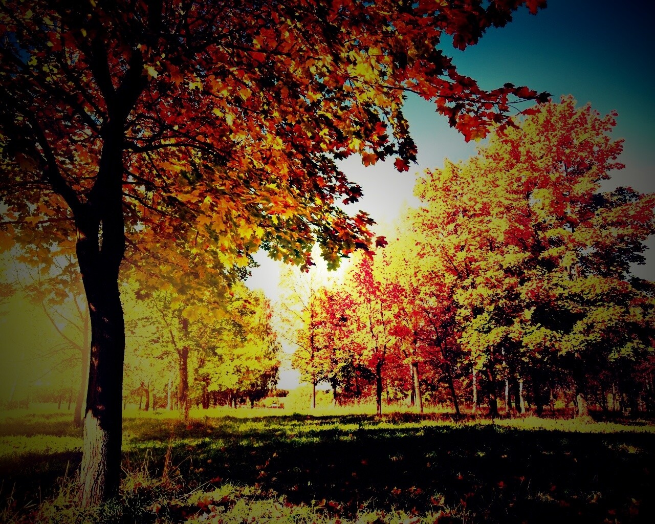 Осень в лесу обои