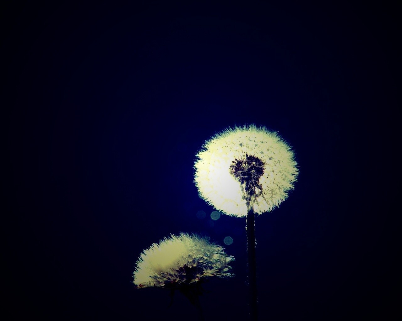 Два одуванчика обои