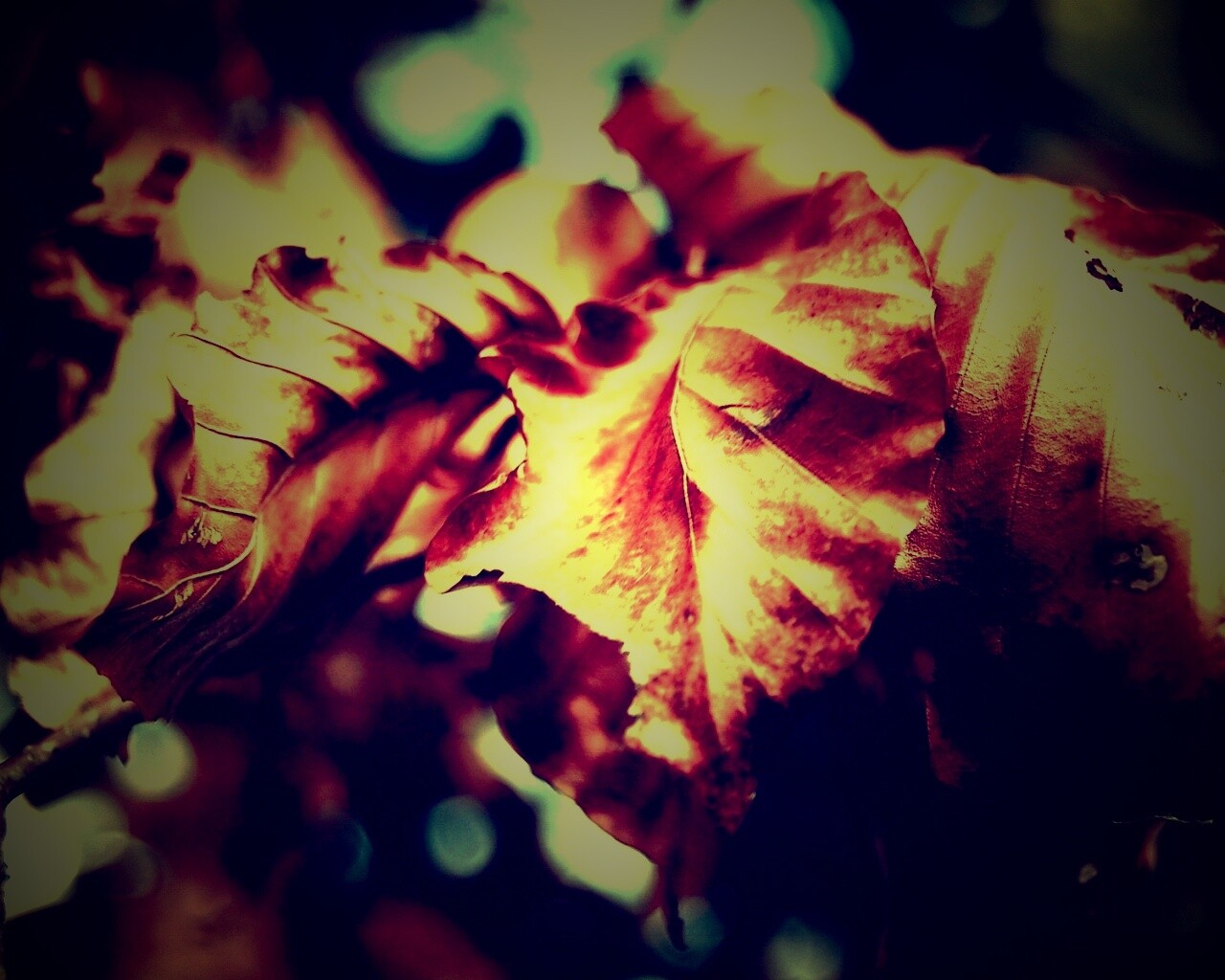 Засохший лист обои