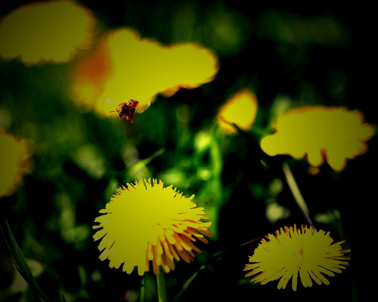 Пчёлка пролетает над одуванчиками обои