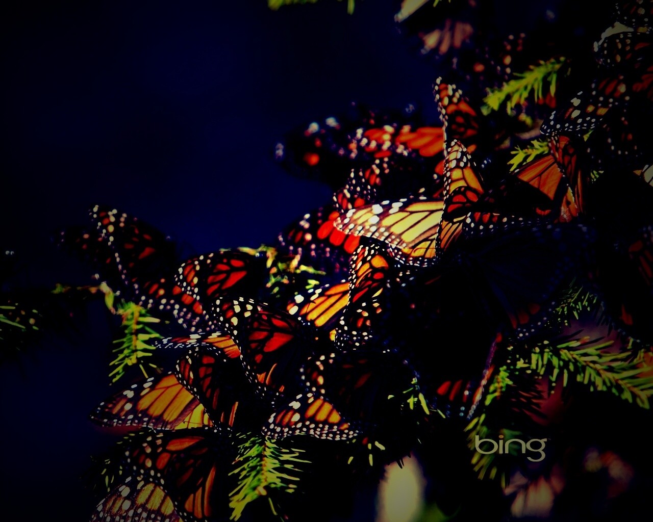 Бабочки облепили ёлку обои