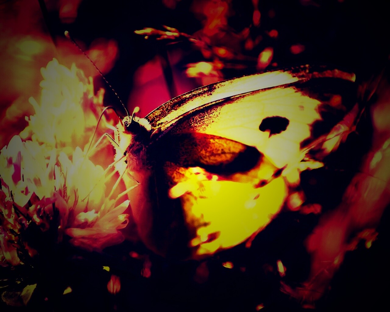 Бабочка на цветке обои