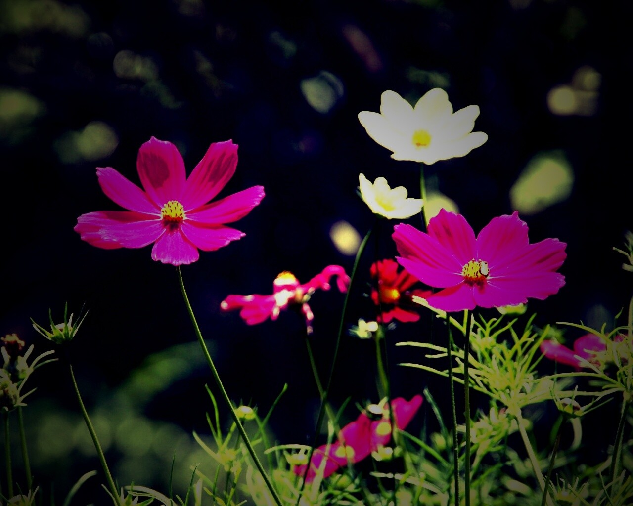 Белые и розовые цветочки обои