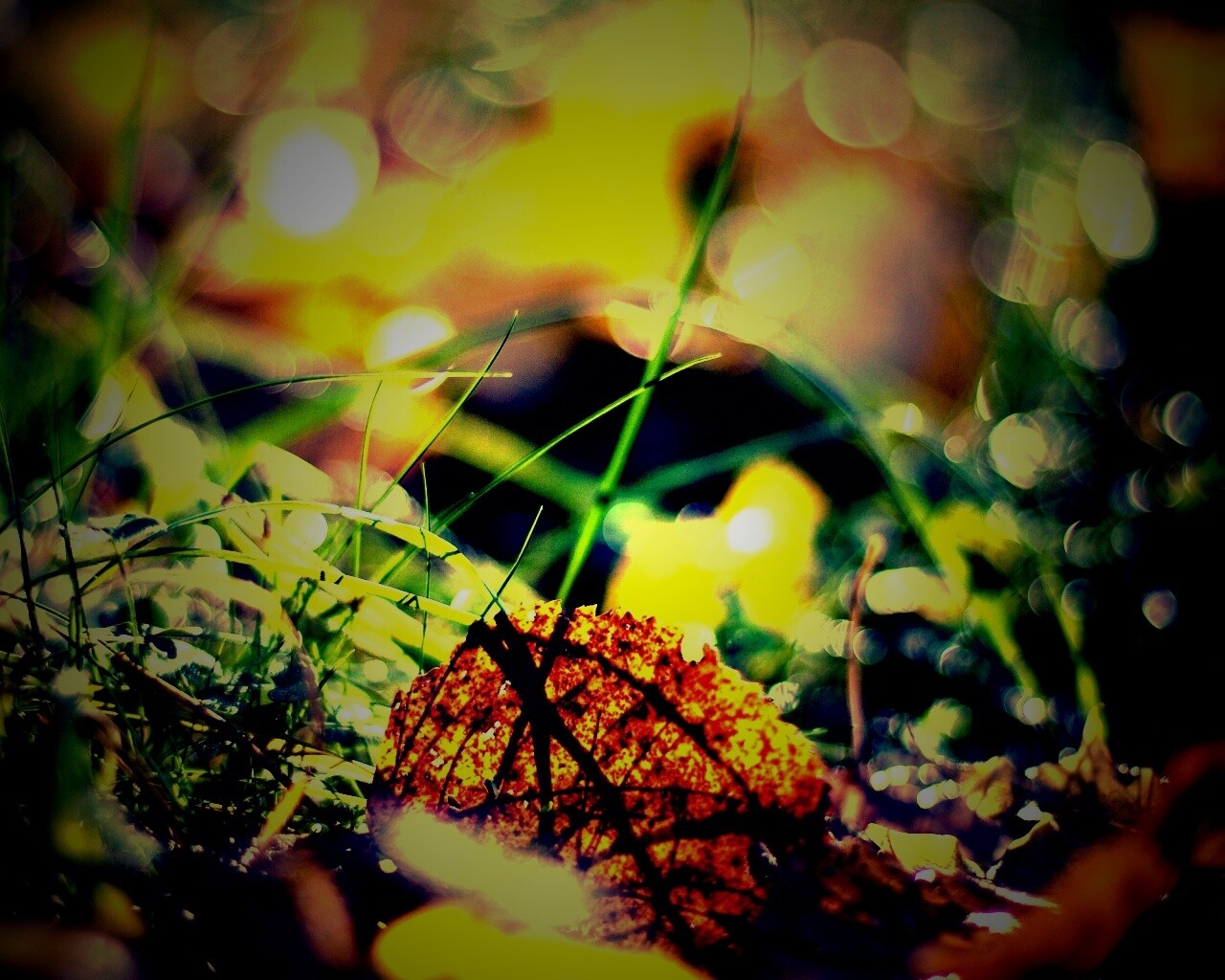 Опавший лист в траве обои