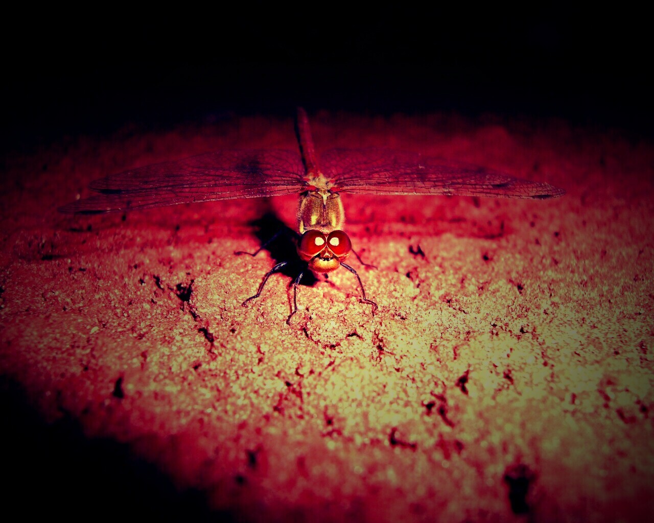 Стрекоза обои