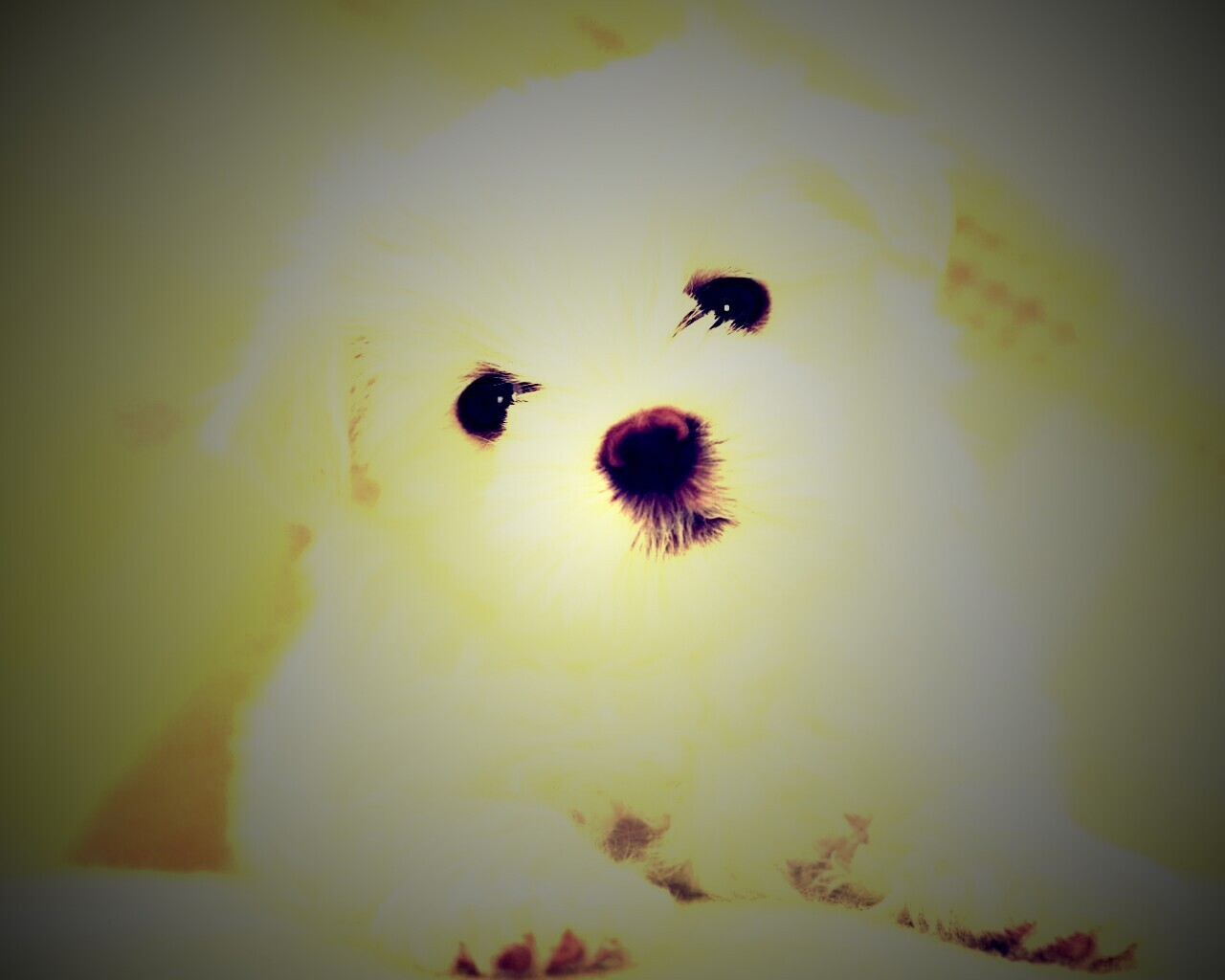 Щенок мальтийской болонки обои