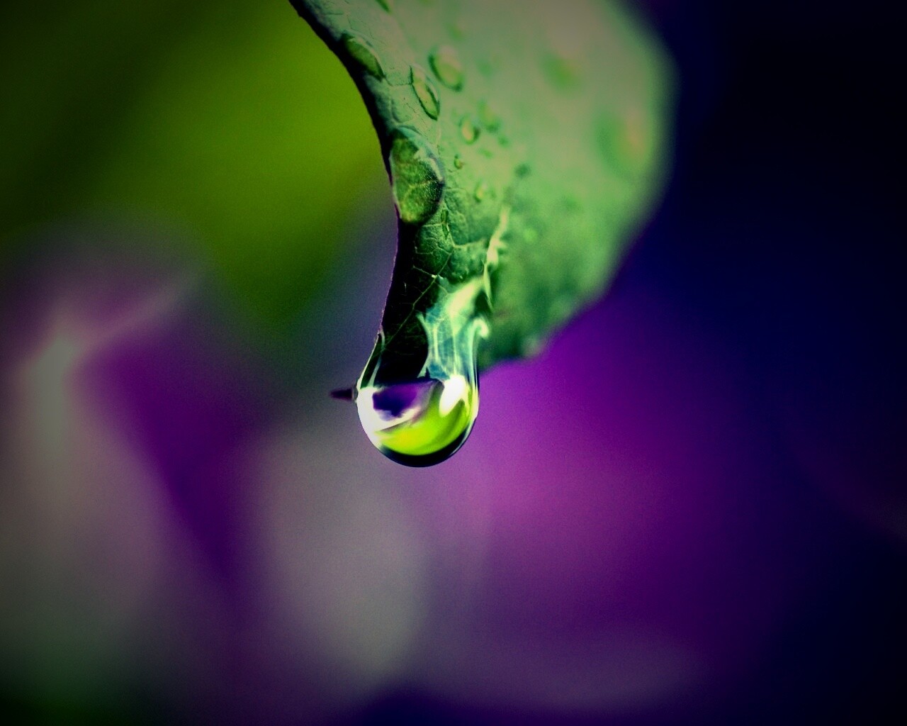 Капля на листе обои