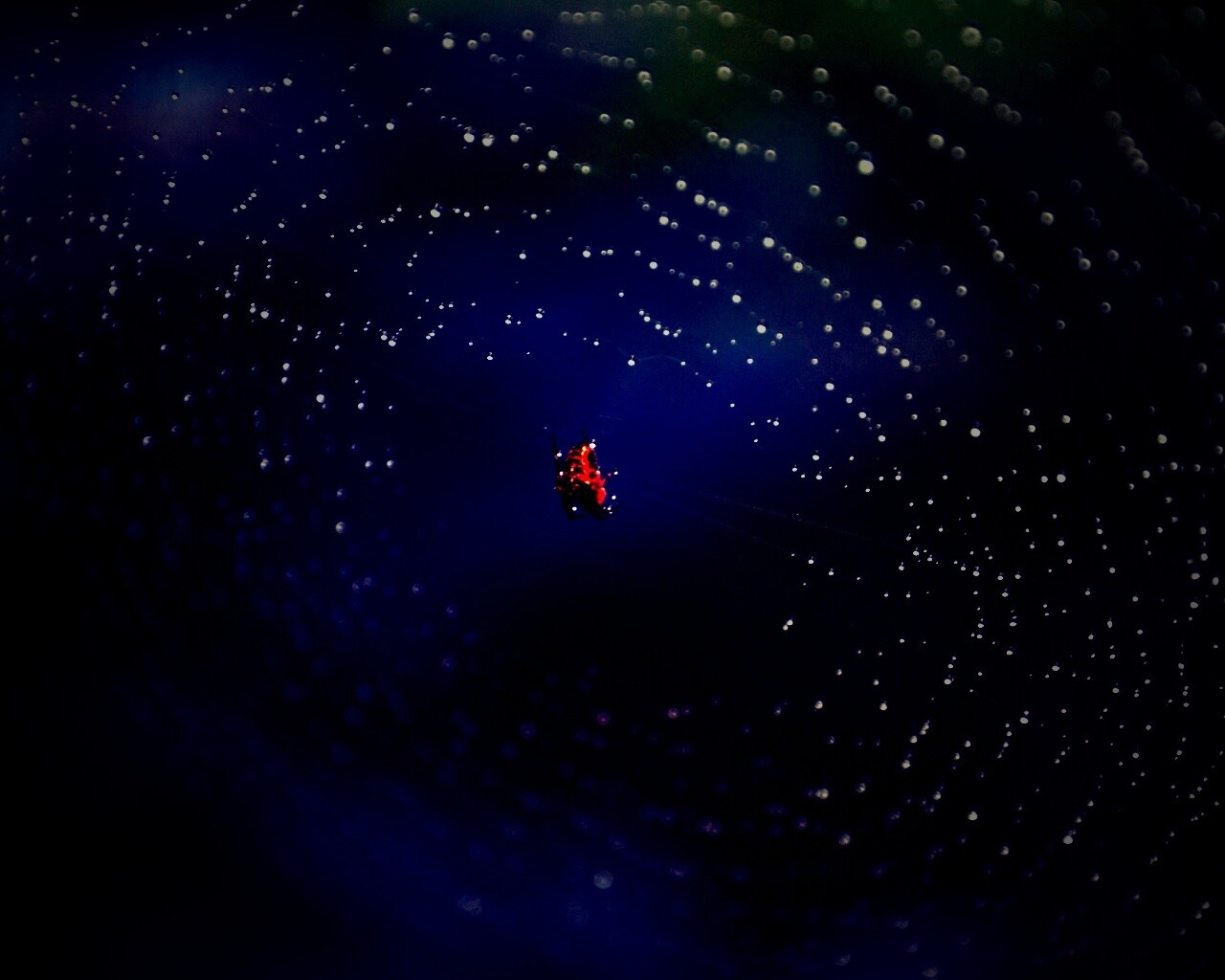 Паук на паутине обои