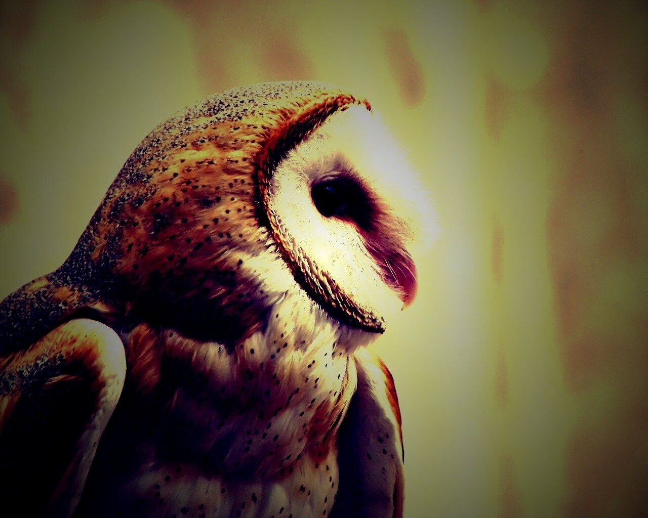 Сипуха обои