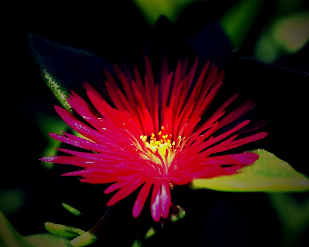 Чудесный цветок обои