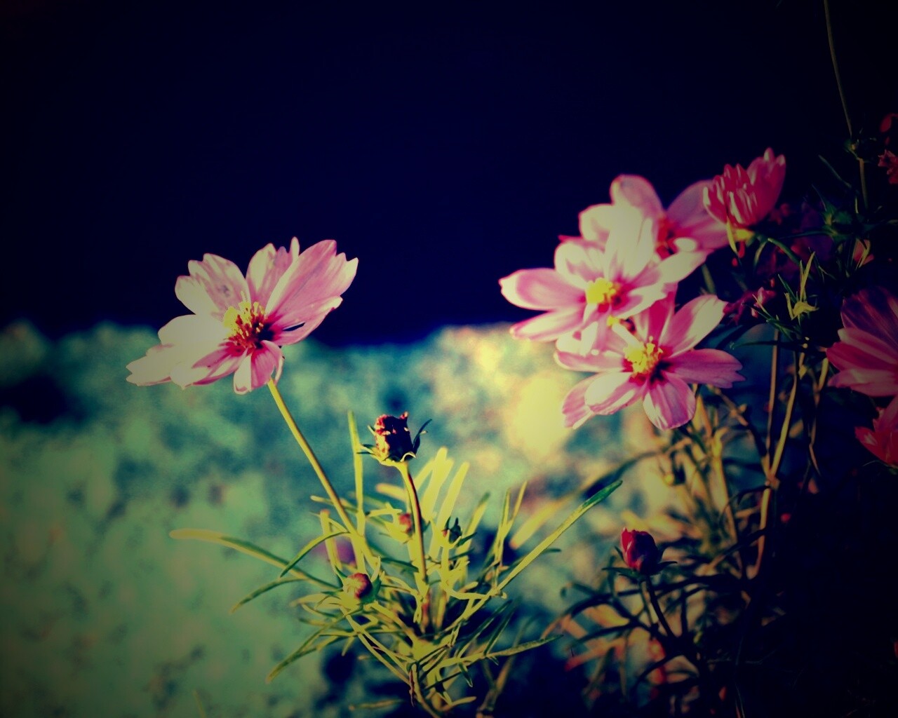 Полевой цветок обои