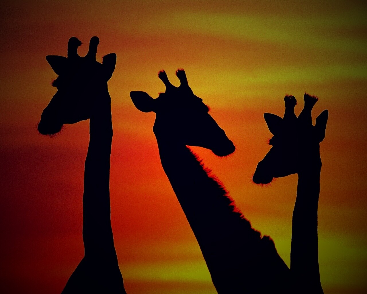 Три силуэта жирафов на фоне неба обои