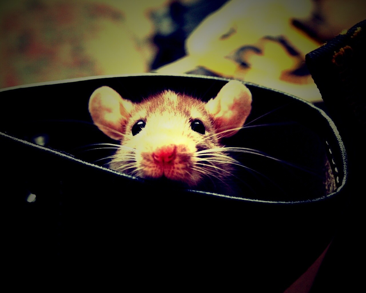 Мышонок выглядывает из ботинка обои