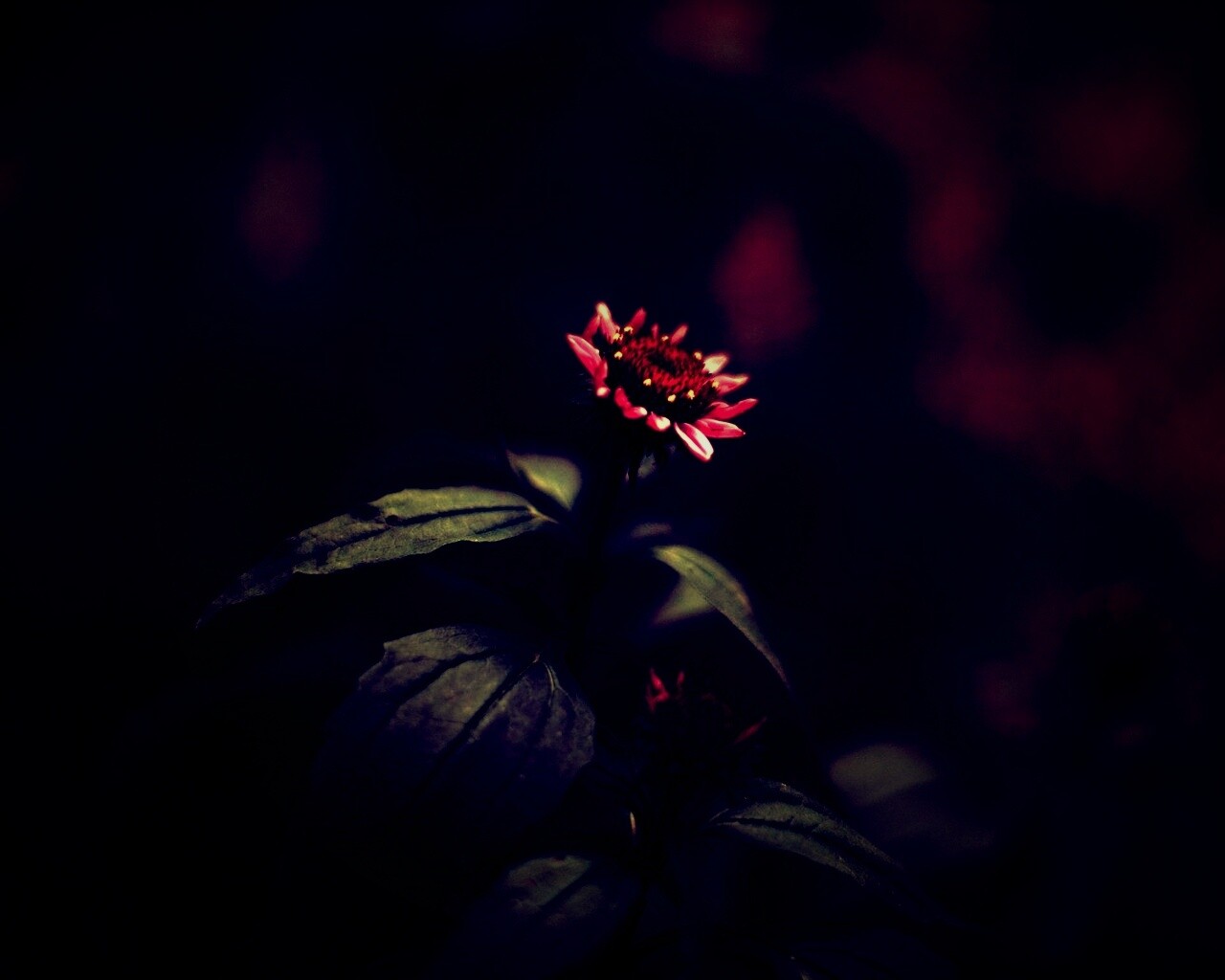 Фотография цветка обои