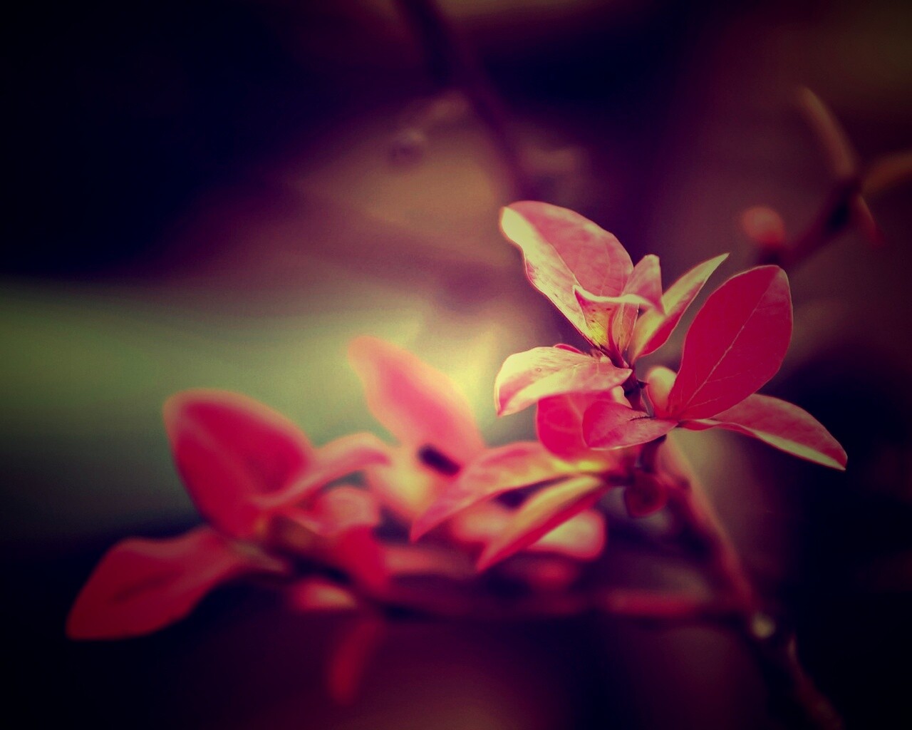 Красные листья на ветке обои