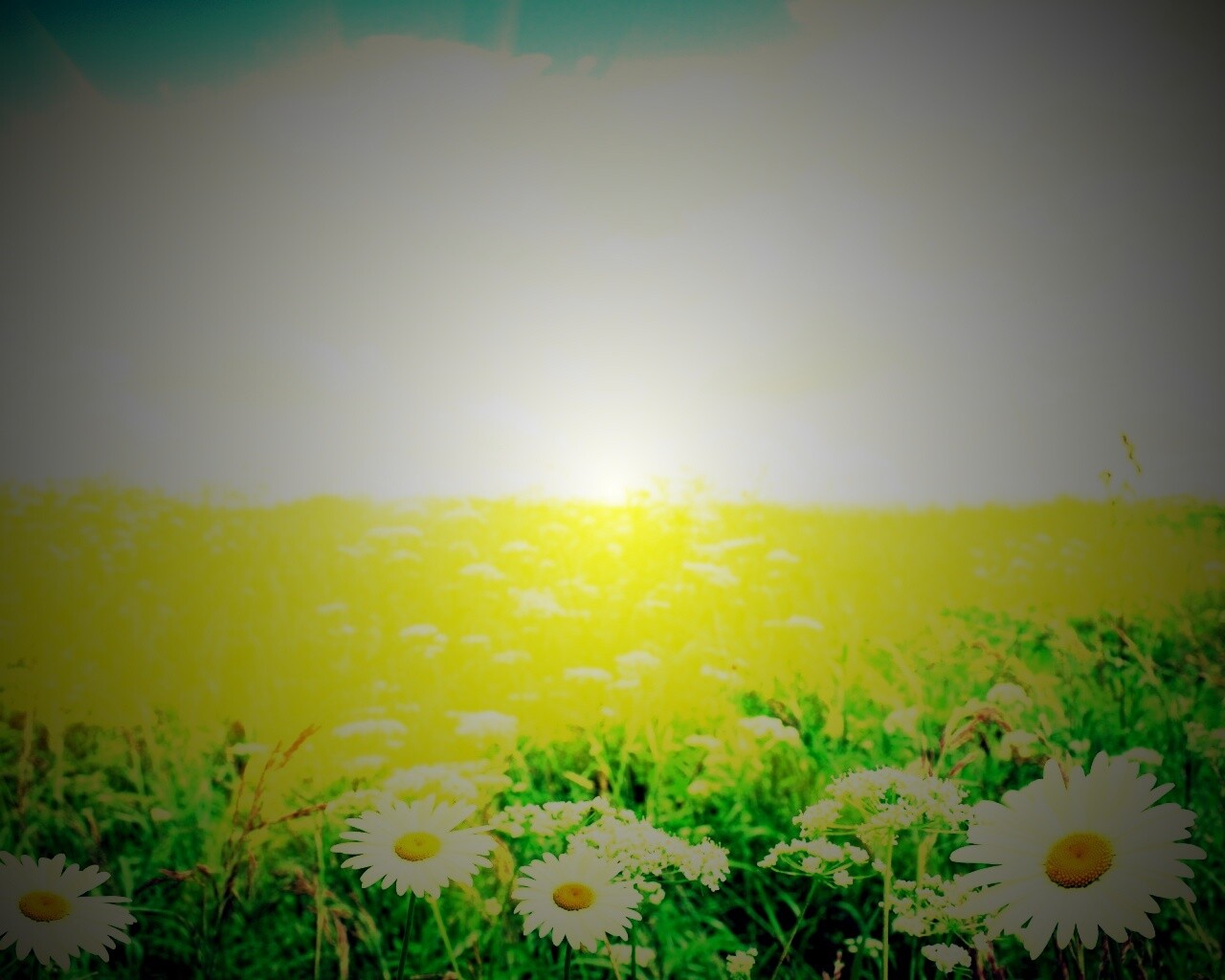 Поле ромашек обои