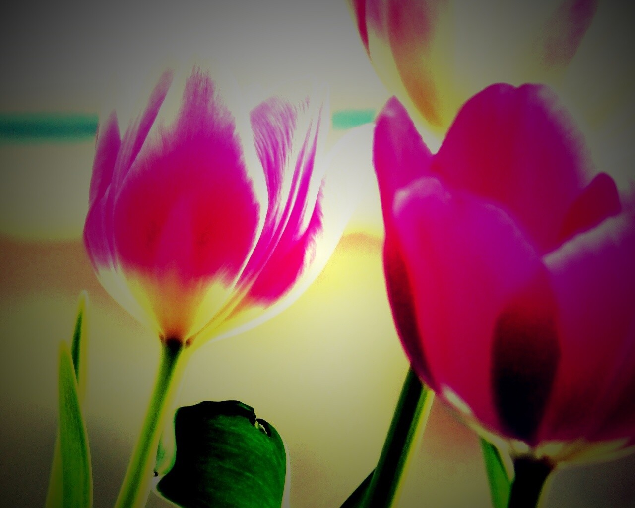 Тюльпаны обои