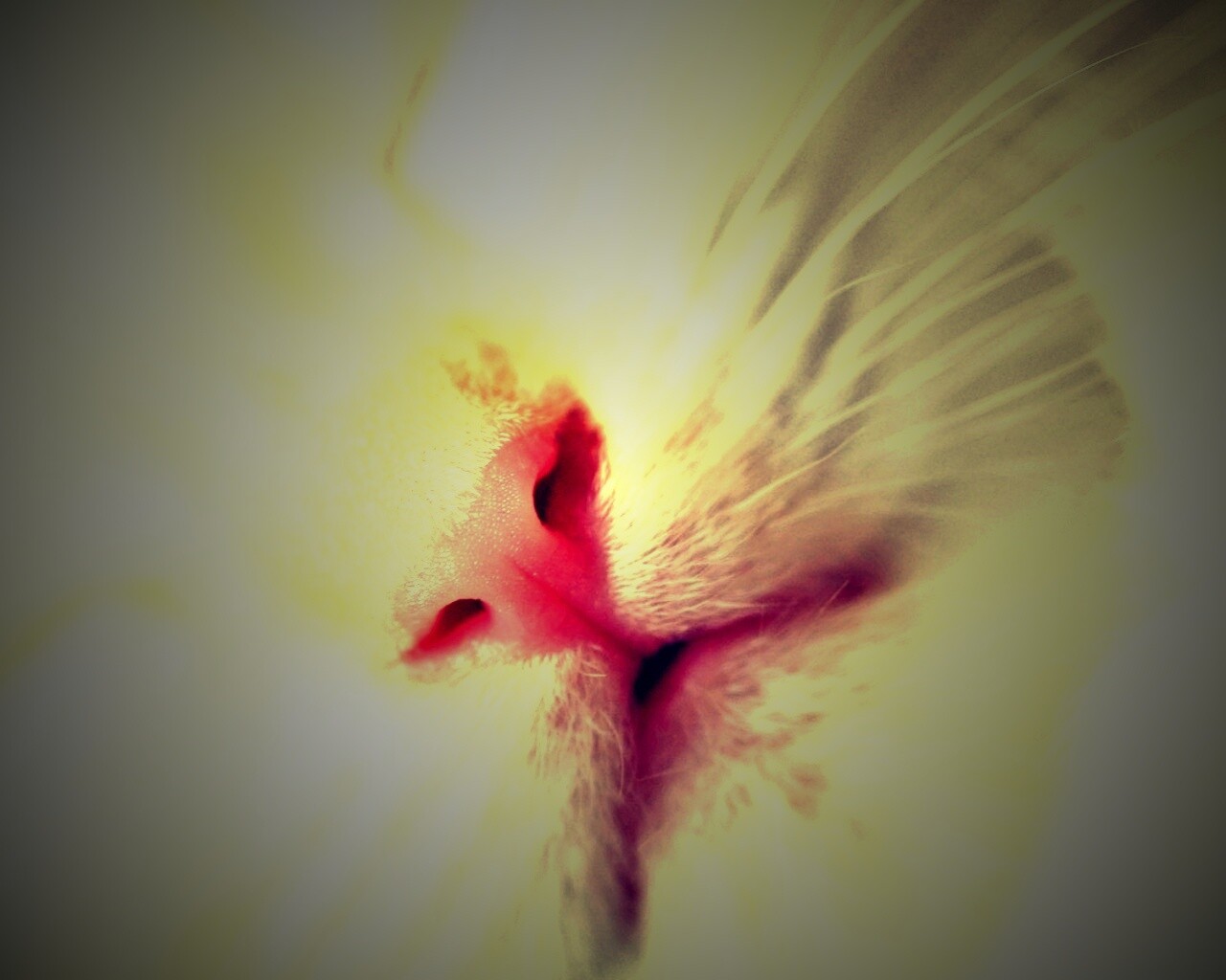 Кошачья мордочка обои