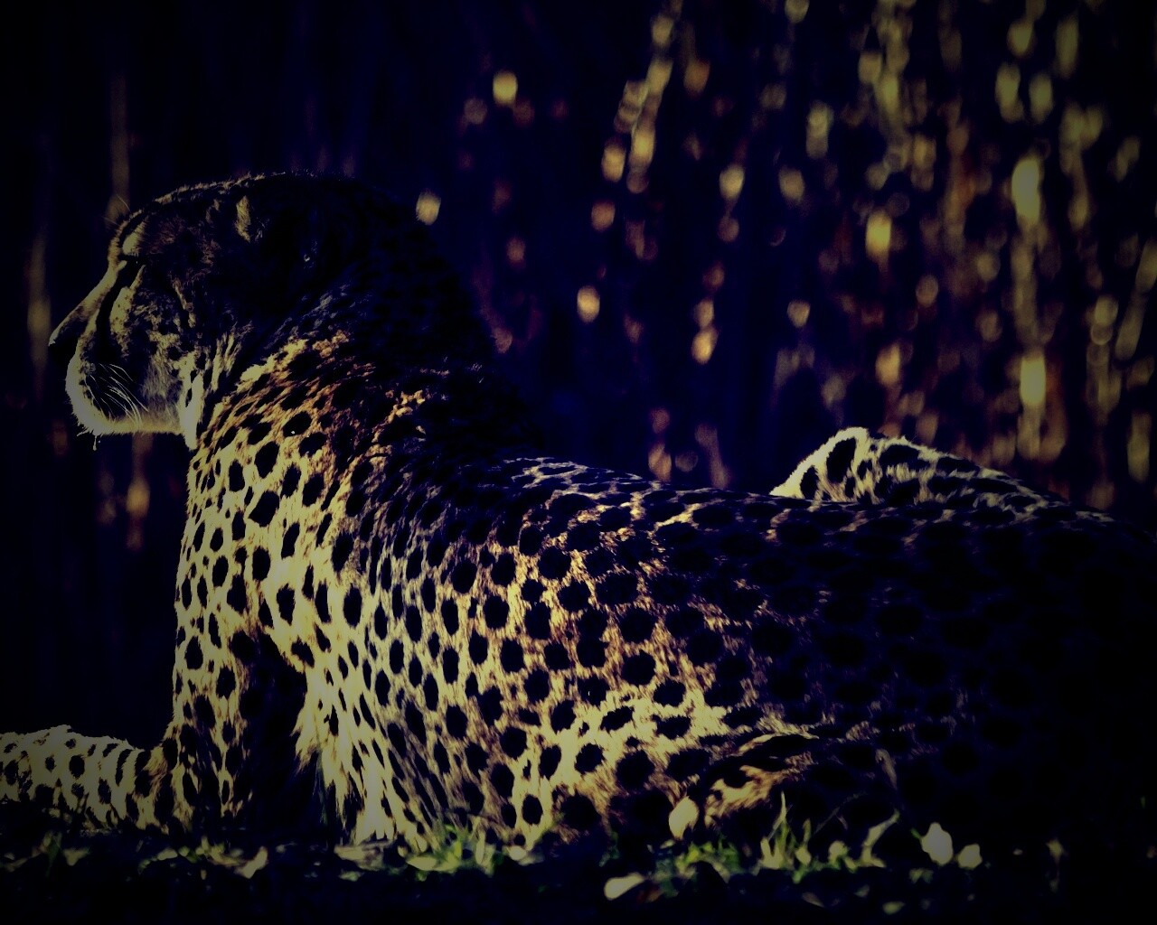 Гепард обои