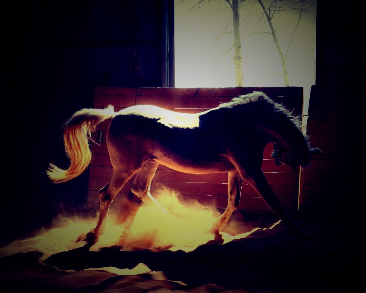 Белая лошадь в загоне обои