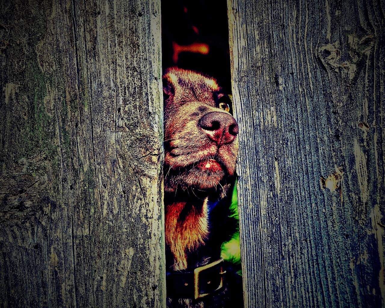 Собака выглядывает из-за забора обои