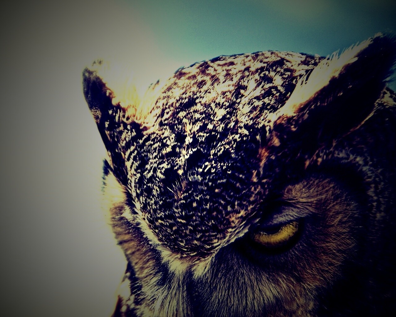 Злая сова обои