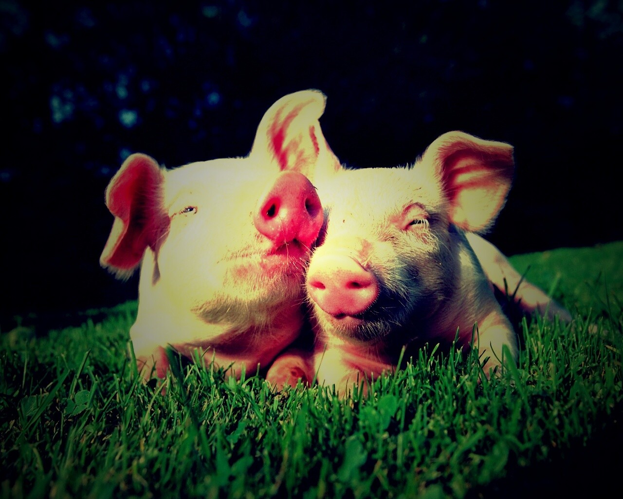 Два поросёнка обои