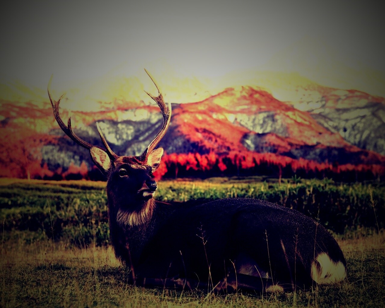 Олень отдыхает в предгорьях обои