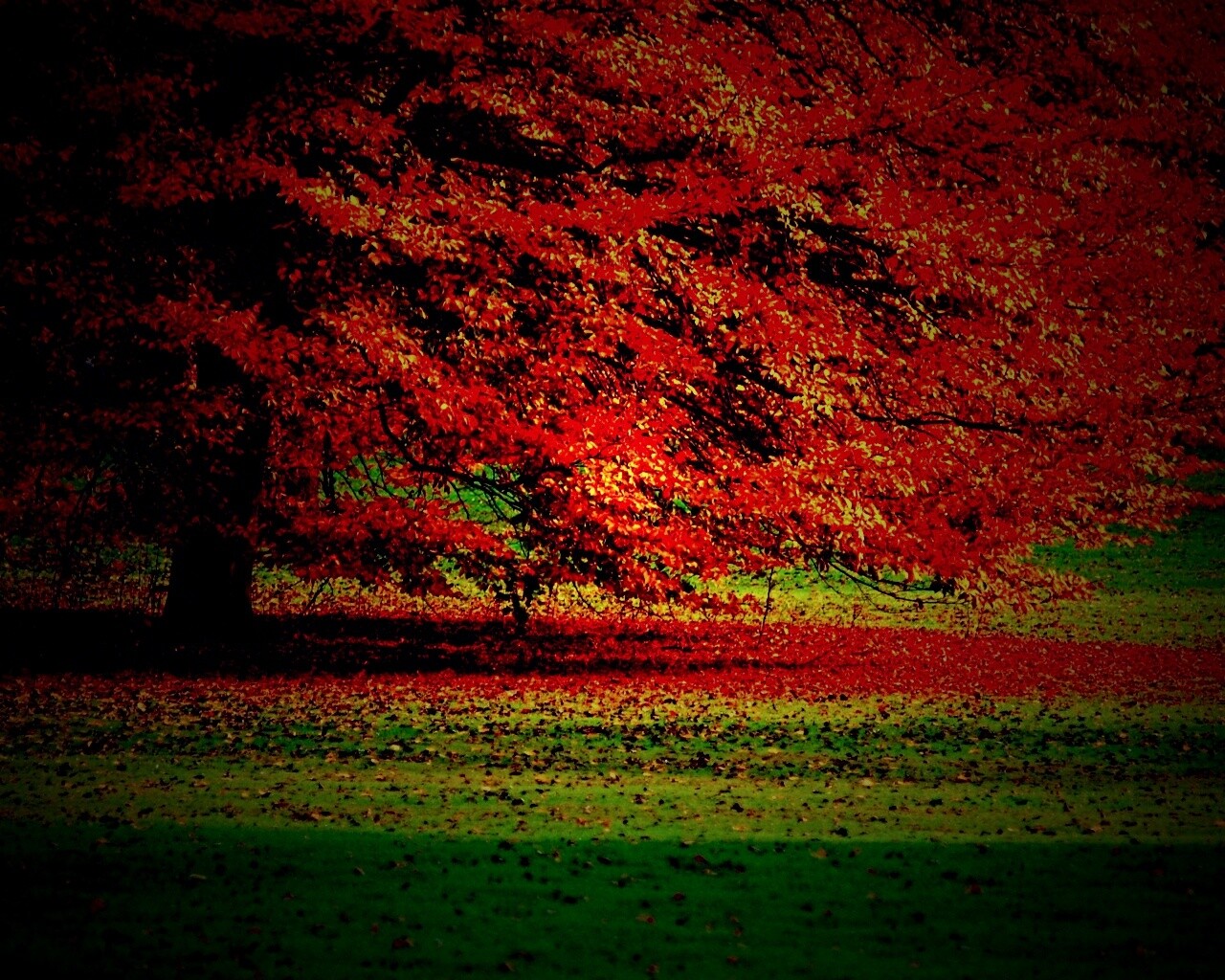 Пожелтевшее дерево с облетающей листвой обои