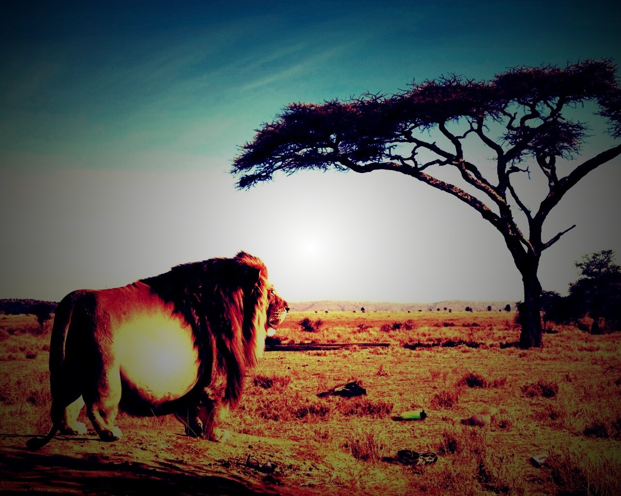 Толстый лев обои