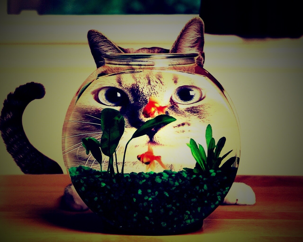 Сферический код за аквариумом обои