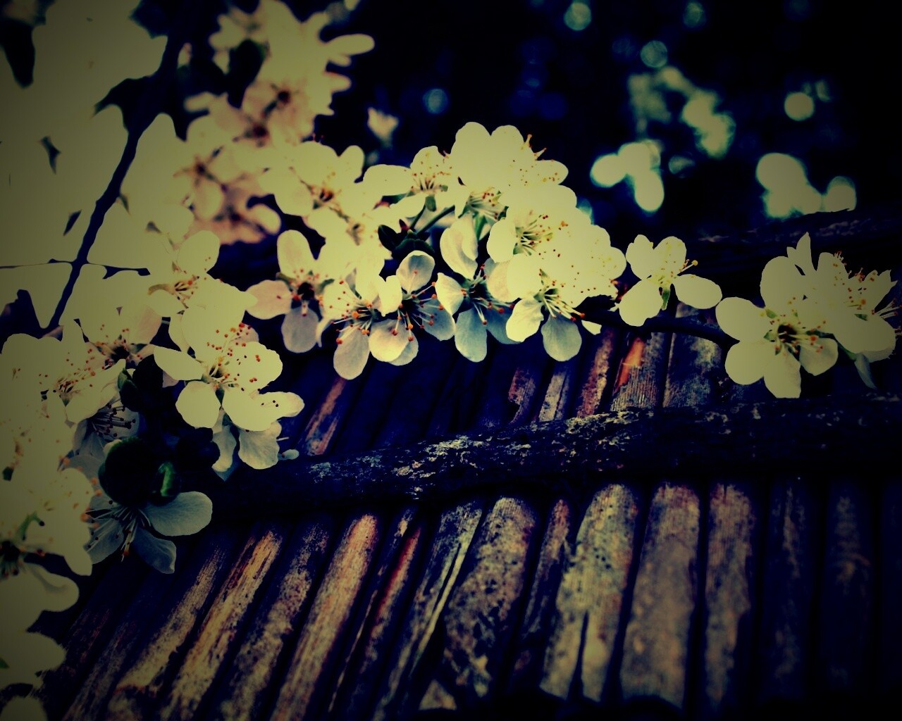 Веточка цветущей вишни обои