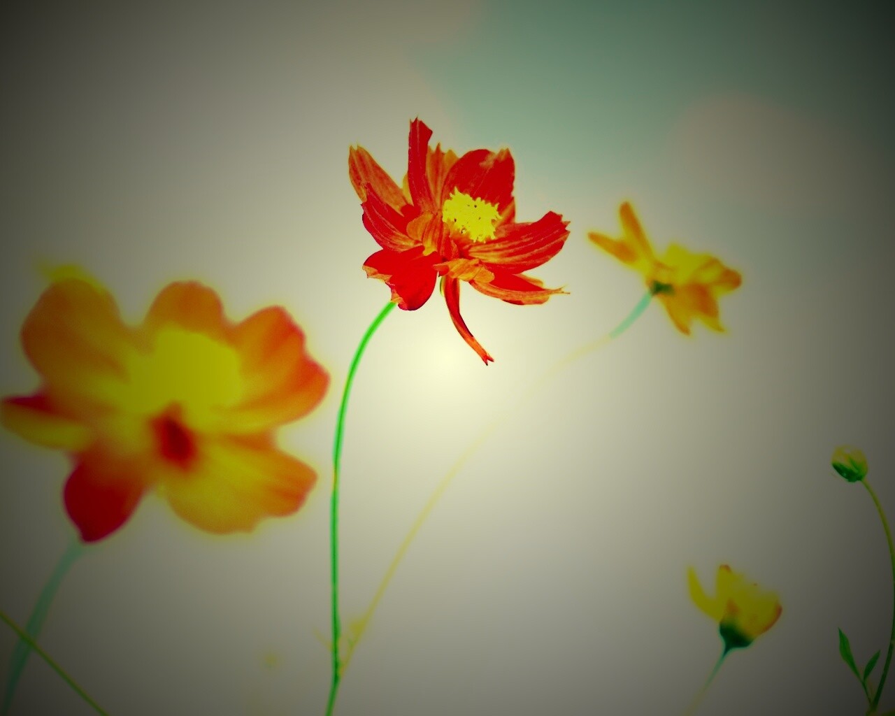 Летние цветы на фоне неба обои