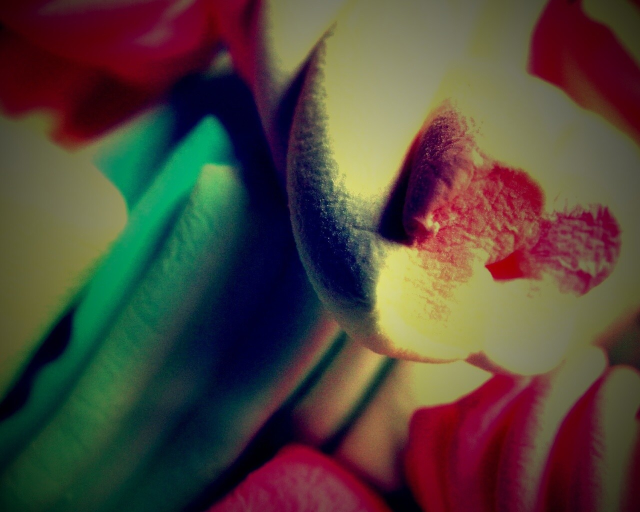 Кручёный зефир обои