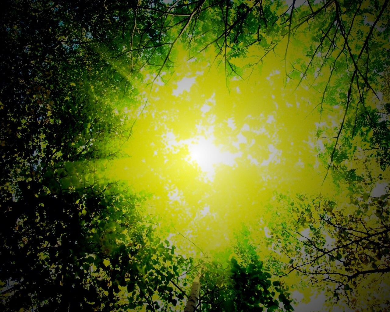 Яркий зеленоватый свет пробивающийся сквозь листву обои