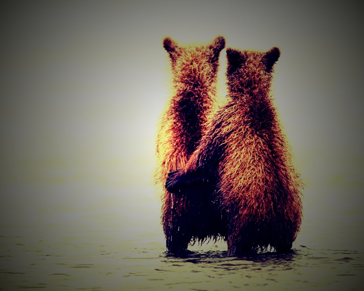 Медвежата обои