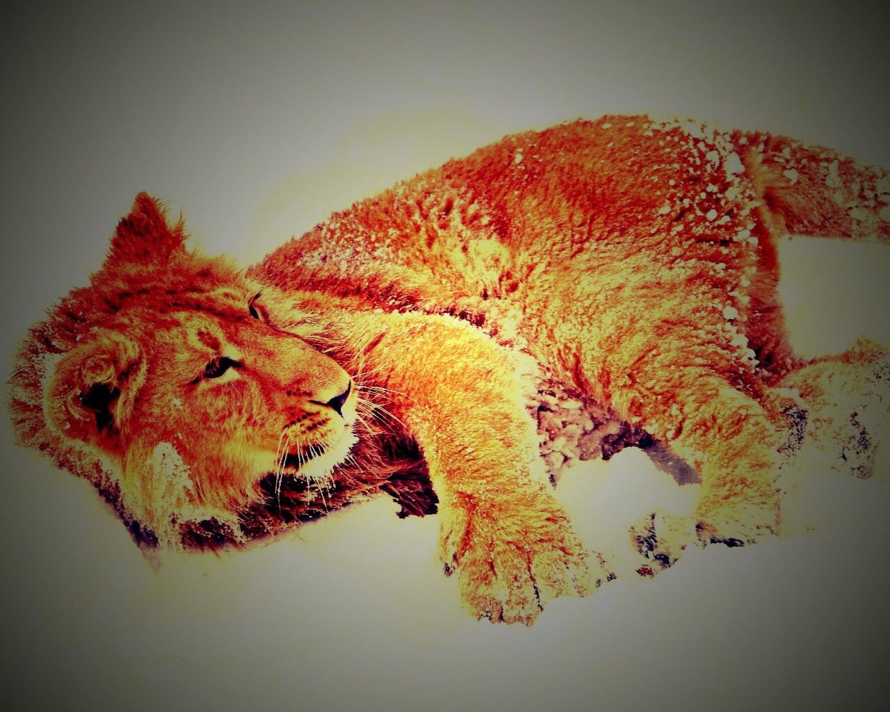 Львёнок в снегу обои