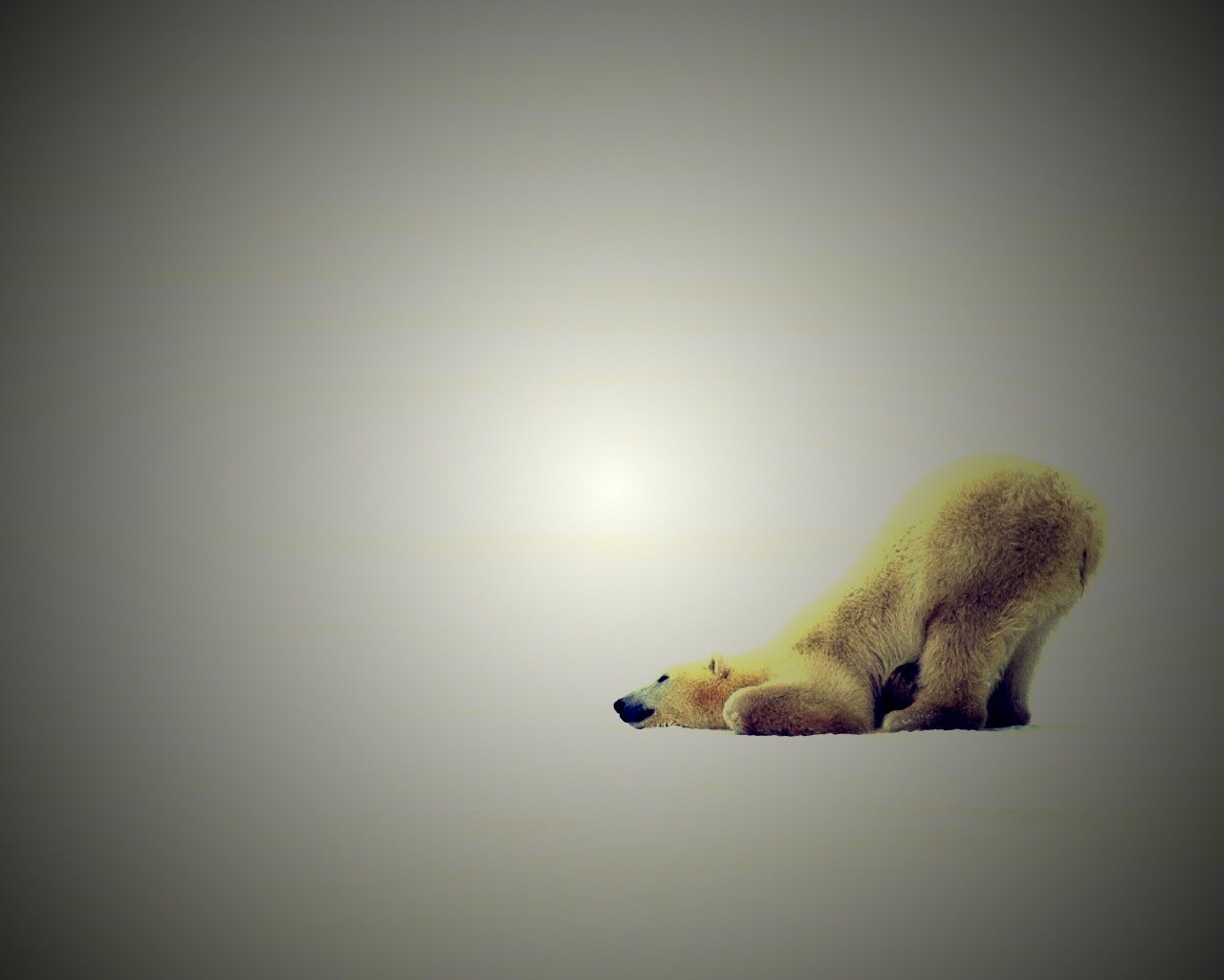 Полярный мишка в смешной позе обои
