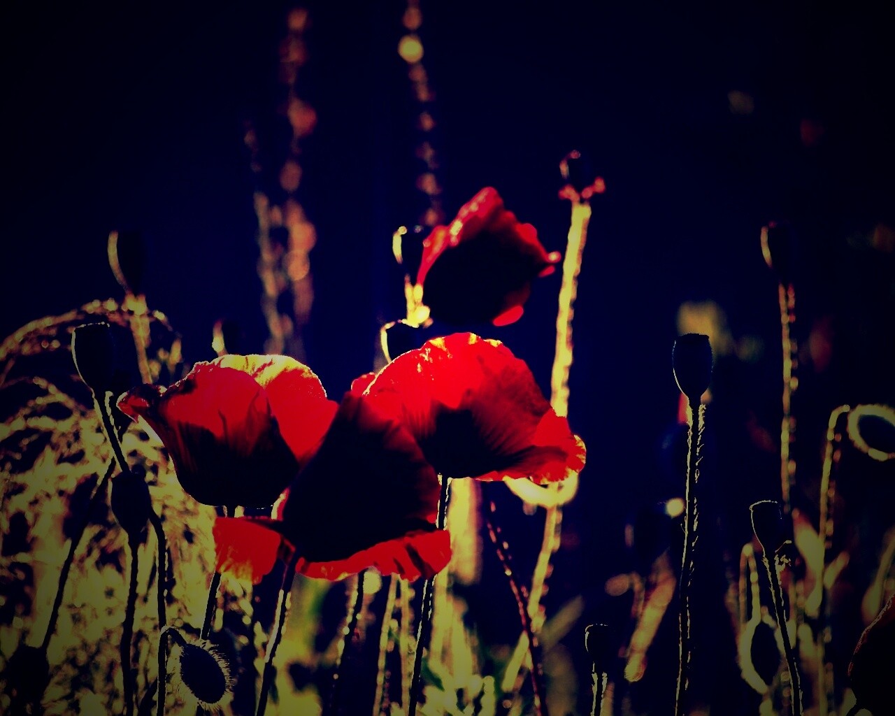 Макро фото мака обои