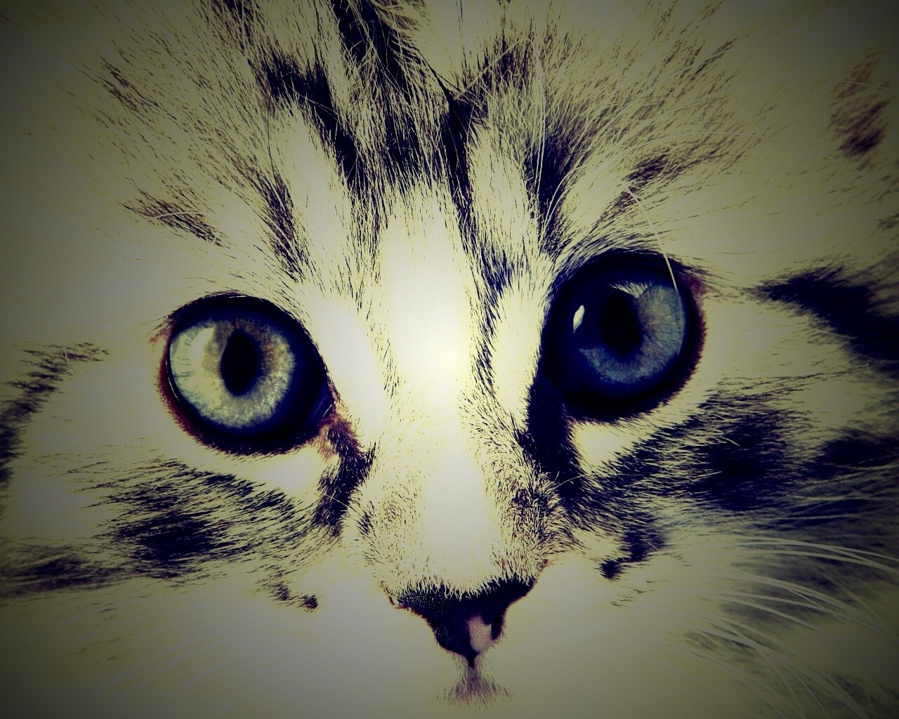 Пушистый котенок обои