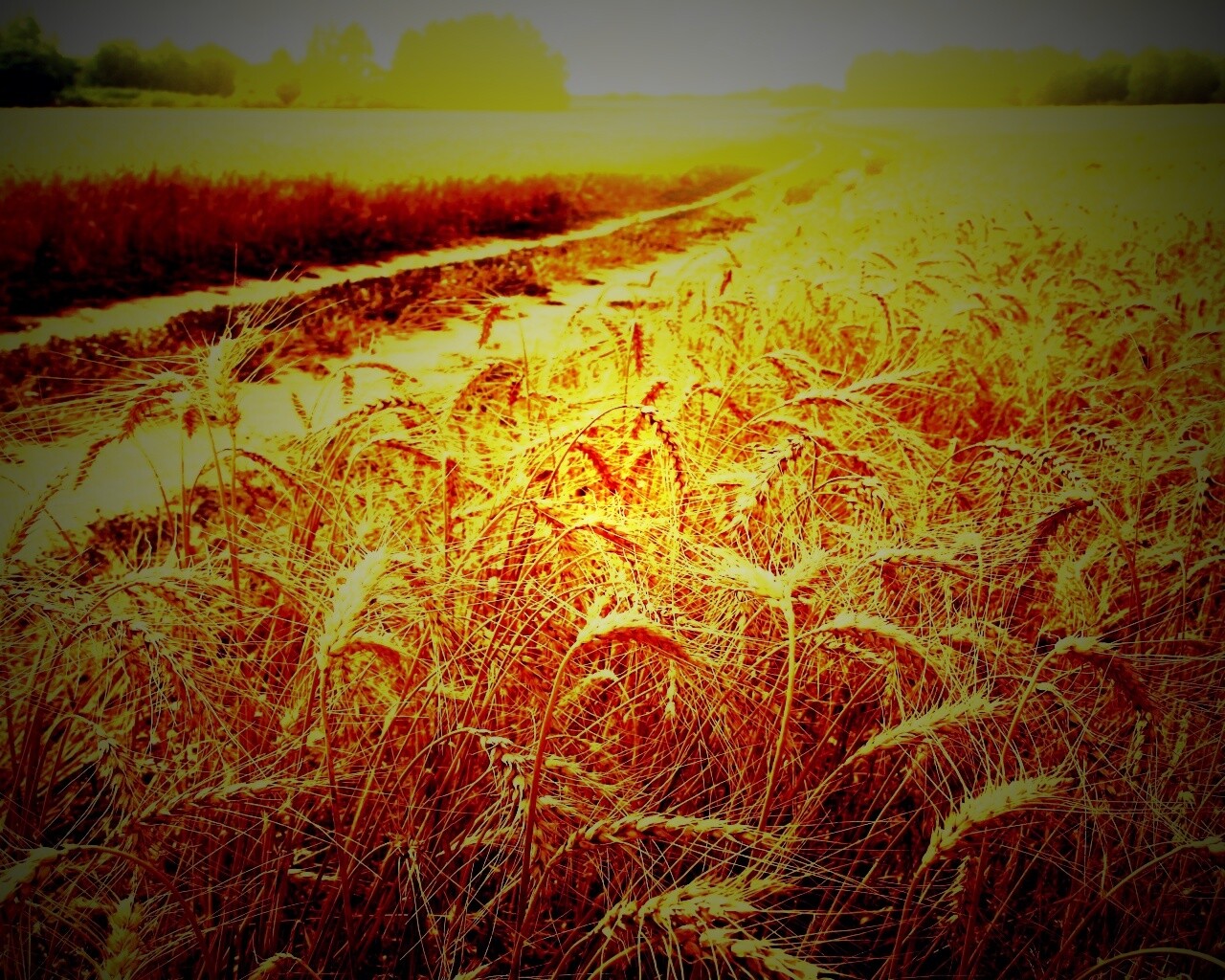 Речка среди поля обои