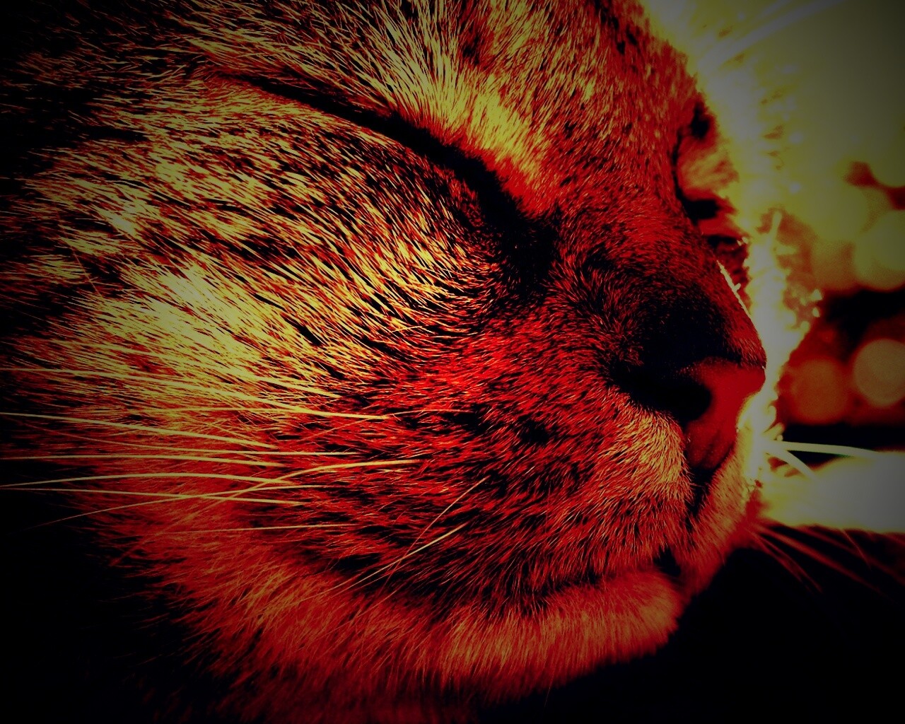 Спящий на солнце рыжий кот обои