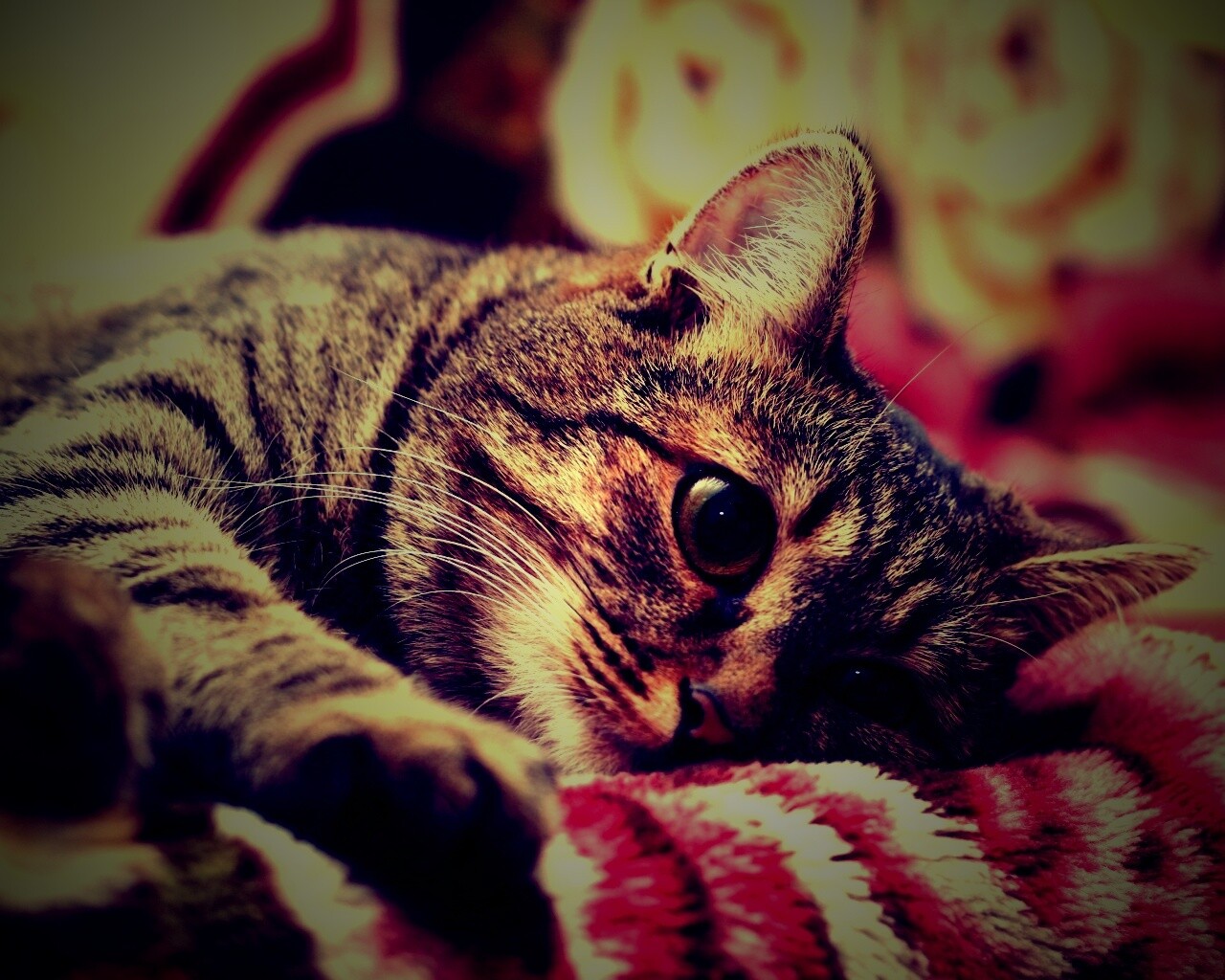 Полосатая кошка обои