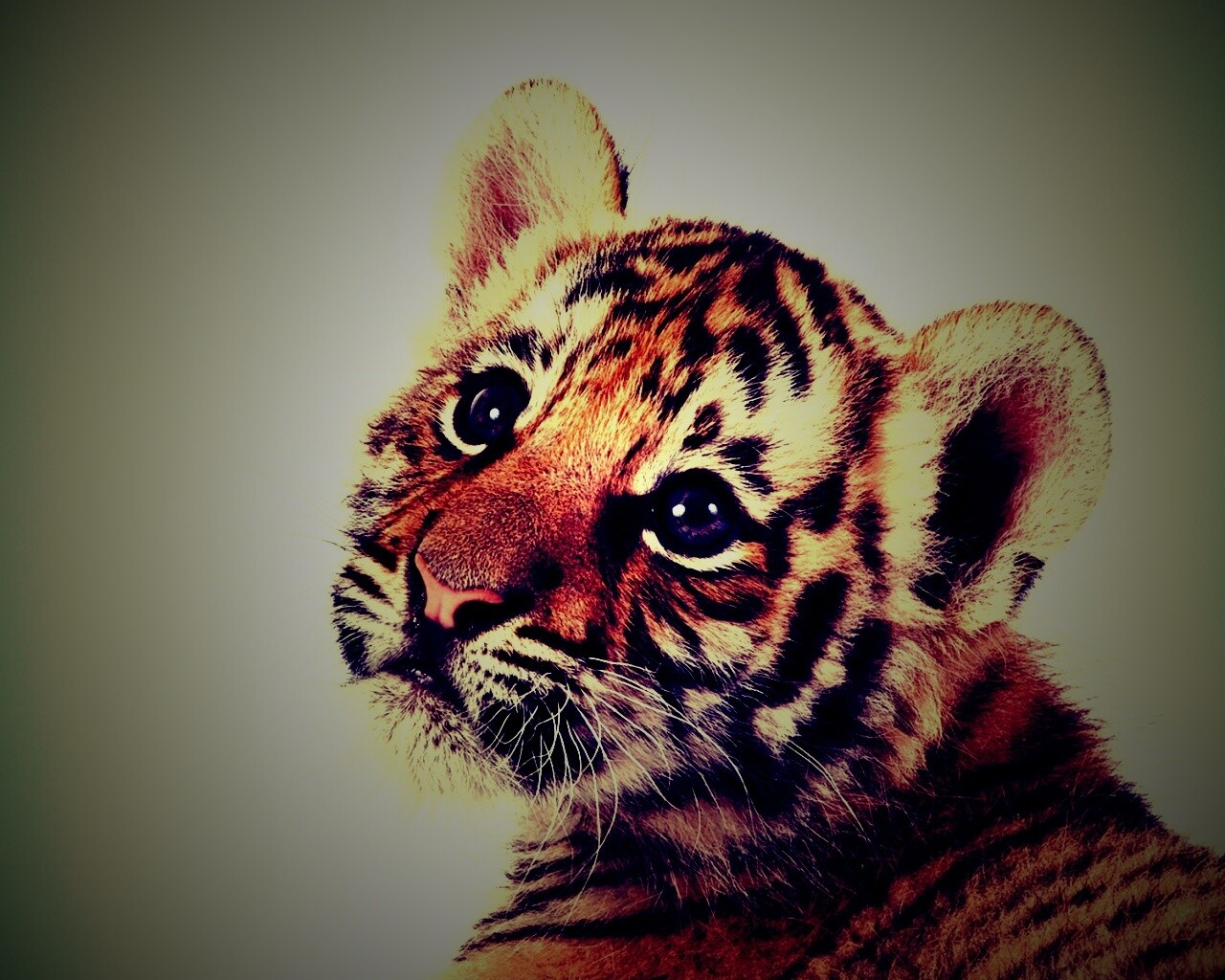Тигрёнок с грустным взглядом обои