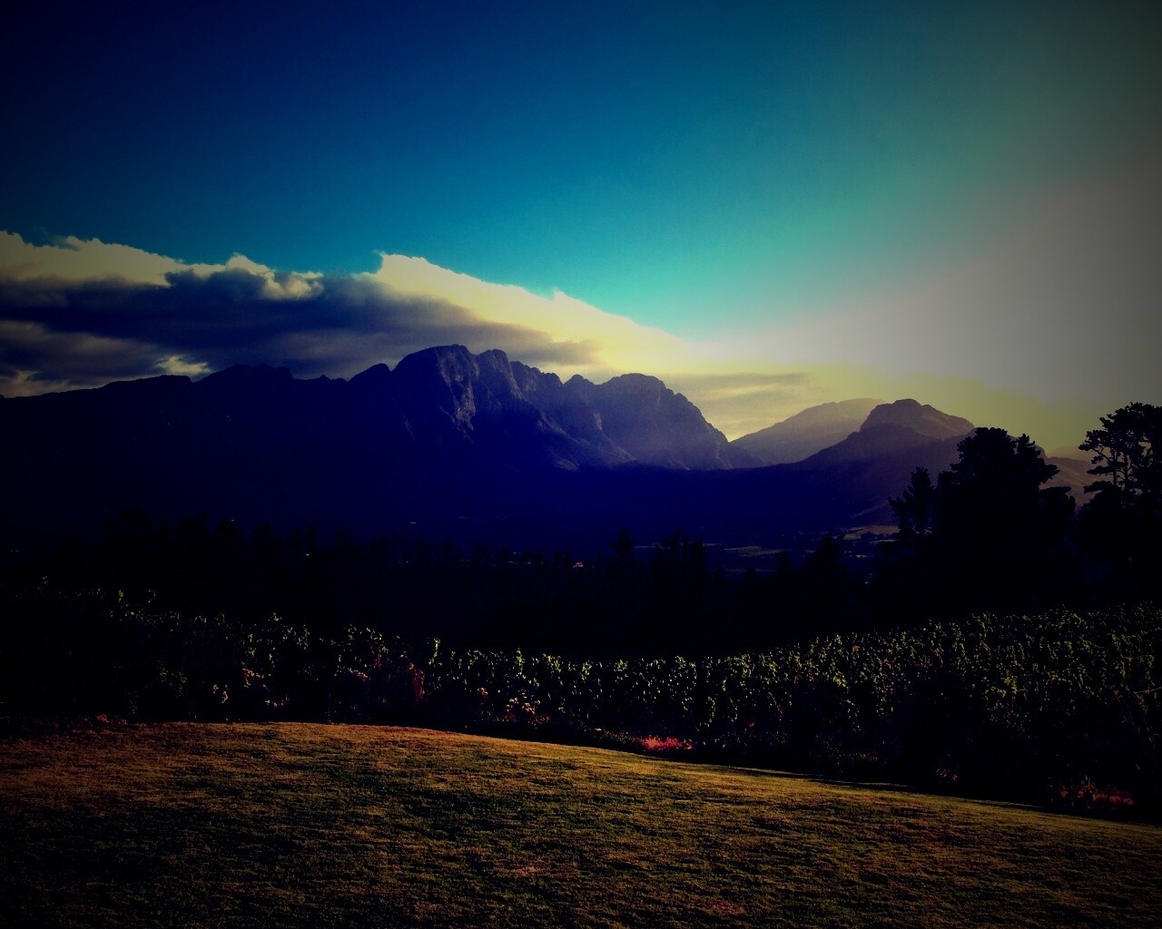 Виноградники в Африке обои