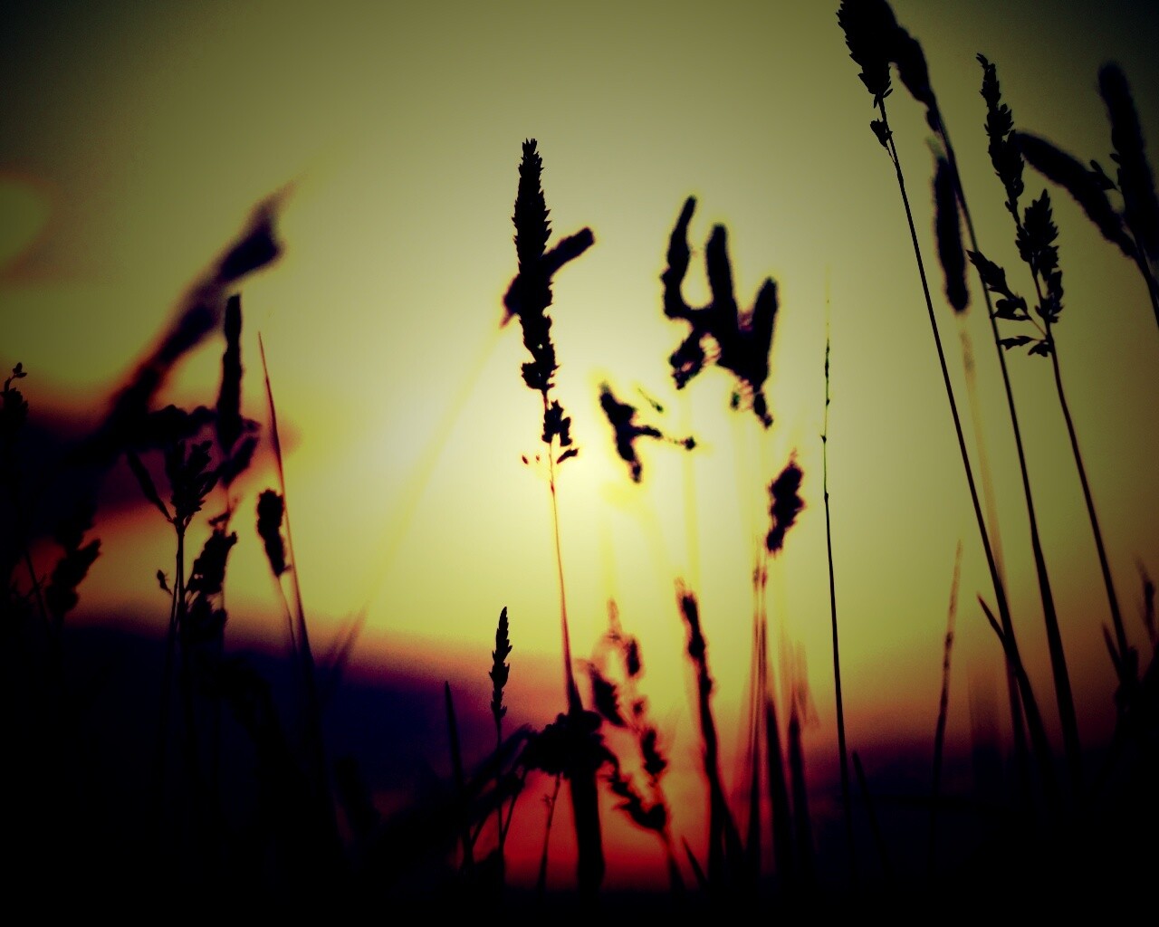 Дыхание природы обои