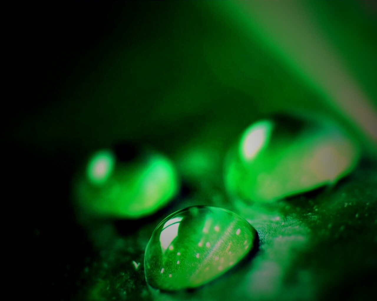 Зеленые капли росы обои