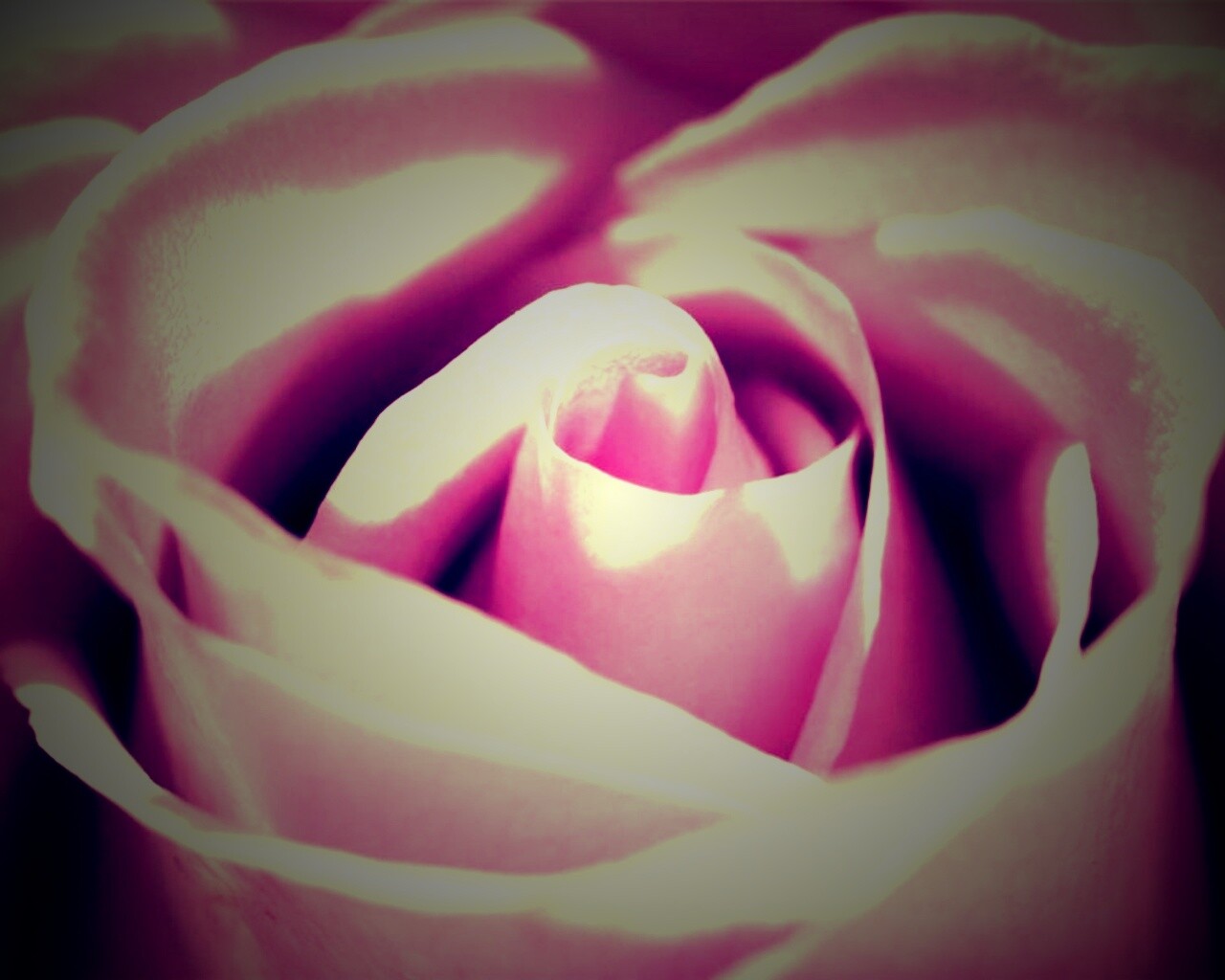Фиолетовая роза макро обои