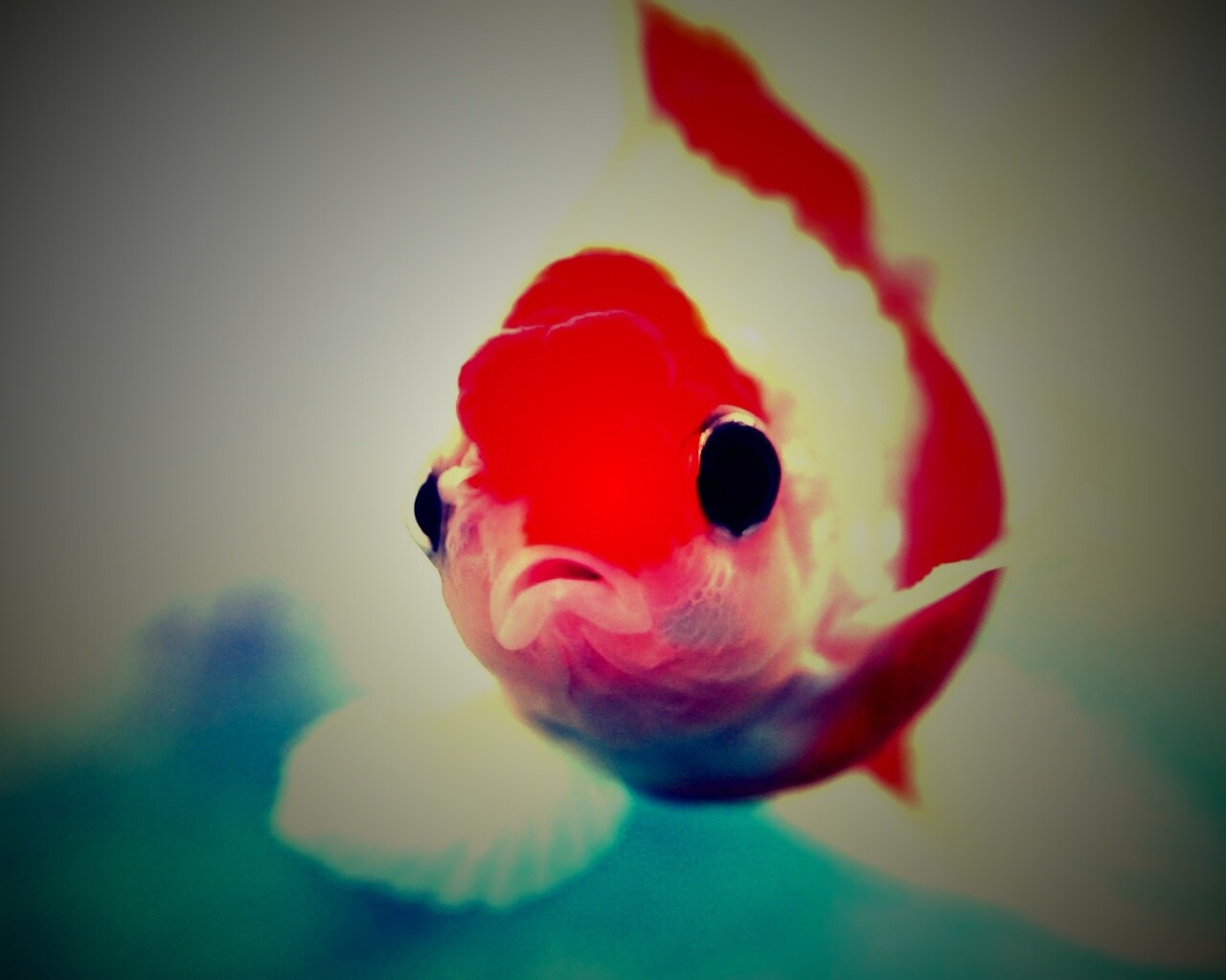 Аквариумная золотая рыбка обои