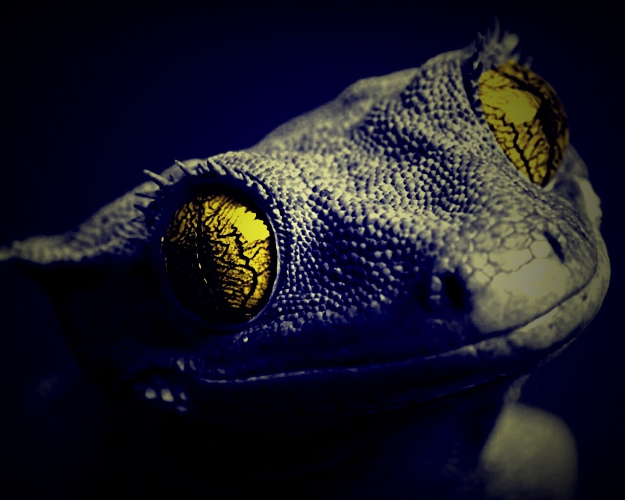 Ящерка обои